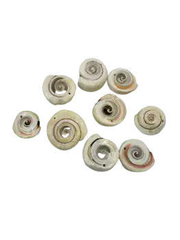 חרוזי צדף שבלול (34)