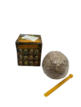 ביצת דינוצאור- מצא את האוצר בארכיאולוגיה