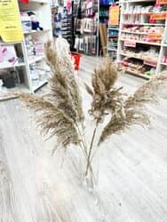 זר פמפסים מהמם שמנת חום בהיר